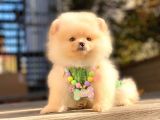Irk Ve Sağlık Garantili Pomeranian Boo Yavrularımız