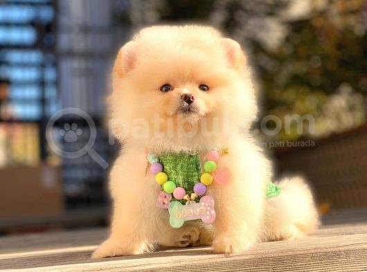 Irk Ve Sağlık Garantili Pomeranian Boo Yavrularımız görsel