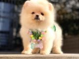 Irk Ve Sağlık Garantili Pomeranian Boo Yavrularımız