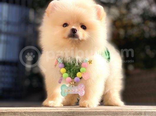 Irk Ve Sağlık Garantili Pomeranian Boo Yavrularımız görsel