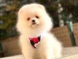 Secereli Mikrocipli 2 Aylık Pomeranian Boo Yavrularımız