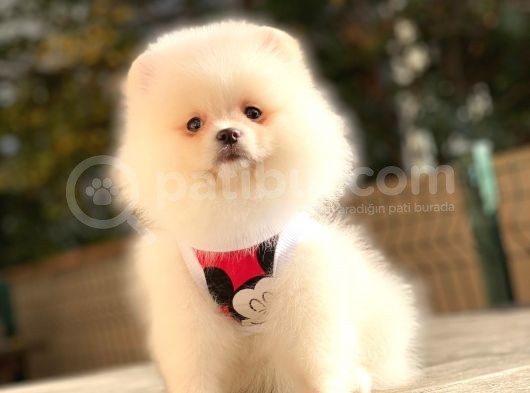 Secereli Mikrocipli 2 Aylık Pomeranian Boo Yavrularımız