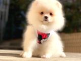 Secereli Mikrocipli 2 Aylık Pomeranian Boo Yavrularımız