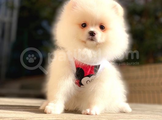 Secereli Mikrocipli 2 Aylık Pomeranian Boo Yavrularımız görsel
