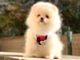 Secereli Mikrocipli 2 Aylık Pomeranian Boo Yavrularımız