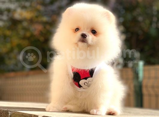 Secereli Mikrocipli 2 Aylık Pomeranian Boo Yavrularımız görsel