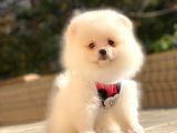 Secereli Mikrocipli 2 Aylık Pomeranian Boo Yavrularımız