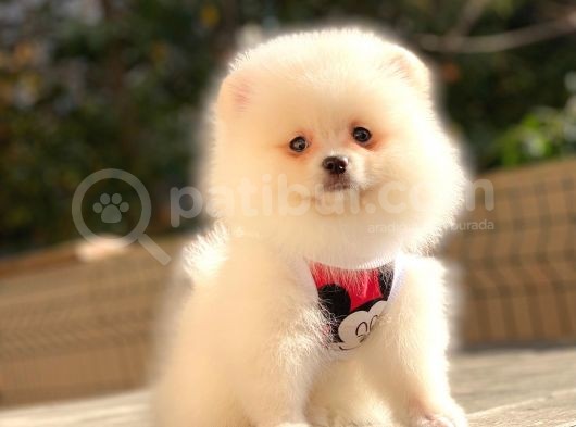 Secereli Mikrocipli 2 Aylık Pomeranian Boo Yavrularımız görsel