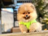 8 Haftalık Erkek Dişi Pomeranian Boo Bebekler