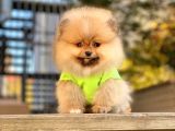 8 Haftalık Erkek Dişi Pomeranian Boo Bebekler