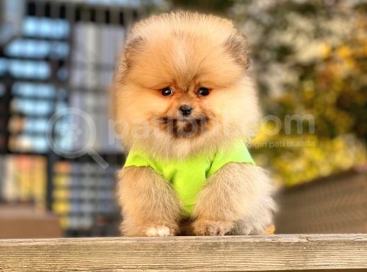 8 Haftalık Erkek Dişi Pomeranian Boo Bebekler görsel