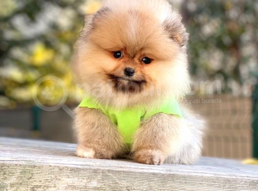 8 Haftalık Erkek Dişi Pomeranian Boo Bebekler görsel
