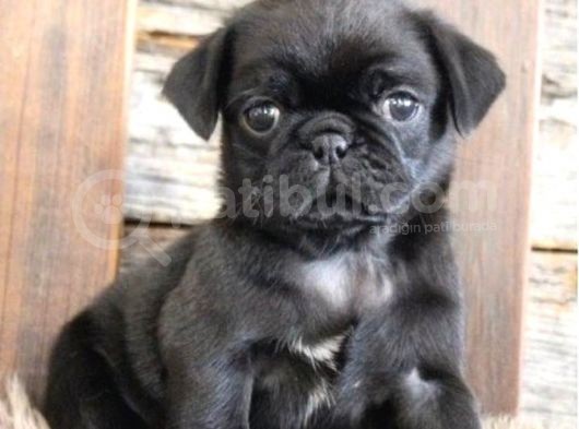 Göz Kamaştirici Pug Yavrulari görsel
