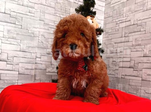 Orjinal Toy Poodle Yavrular