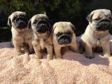 Evi̇ni̇zi̇n Yeni̇ Neşesi̇ Pug Mops Yavrulari