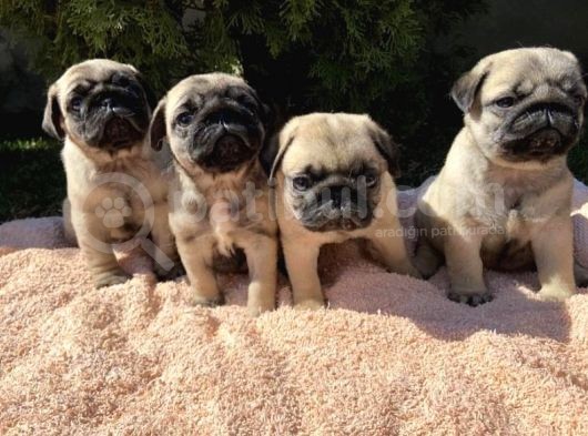 Evi̇ni̇zi̇n Yeni̇ Neşesi̇ Pug Mops Yavrulari
