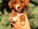 Partycolor Maltıpoo