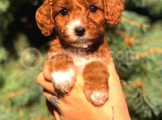 Partycolor Maltıpoo