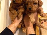 Poodle Bebeklerr