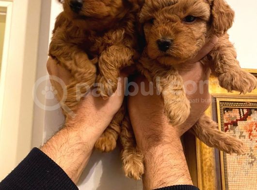 Poodle Bebeklerr görsel