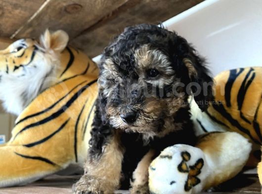 Özel Renkler De Poodle Yavruları görsel
