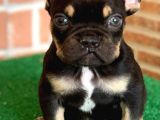 Safkan French Bulldog Black Tan Erkek Yavrumuz