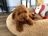 Minyatür Ve Medium Poodle Yavrularımız