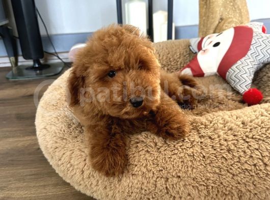 Minyatür Ve Medium Poodle Yavrularımız görsel