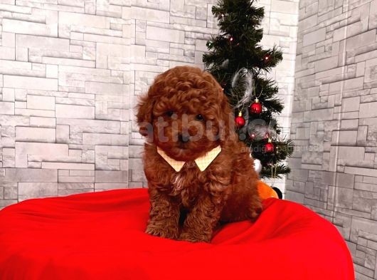 Safkan Toy Poodle Yavrular görsel