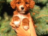 Partycolor Maltıpoo