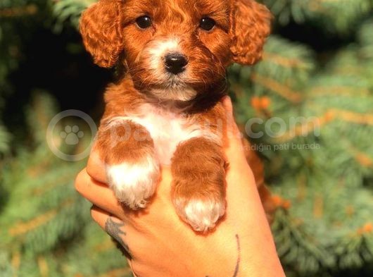 Partycolor Maltıpoo görsel