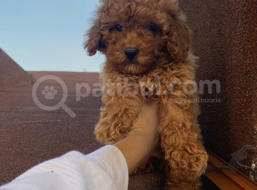 Çocuklarınıza En İyi Arkadaş Poodle Bebekler görsel