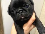 Üreti̇mden Si̇yah Pug Yavrulari