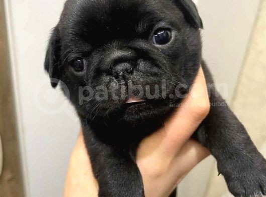 Üreti̇mden Si̇yah Pug Yavrulari