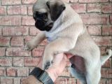 A Kali̇te Asik Surat Pug Mops Yavrulari
