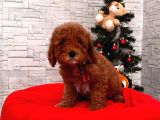 Orjinal Toy Poodle Yavrular