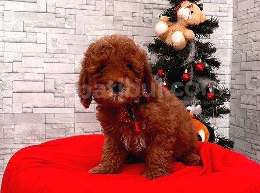 Orjinal Toy Poodle Yavrular görsel