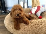 Minyatür Ve Medium Poodle Yavrularımız