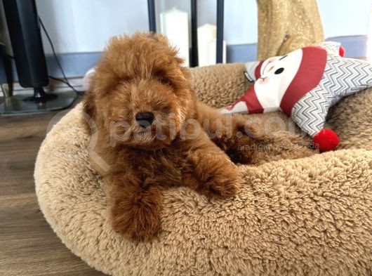 Minyatür Ve Medium Poodle Yavrularımız
