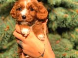 Orjinal Maltıpoo Güzelliği