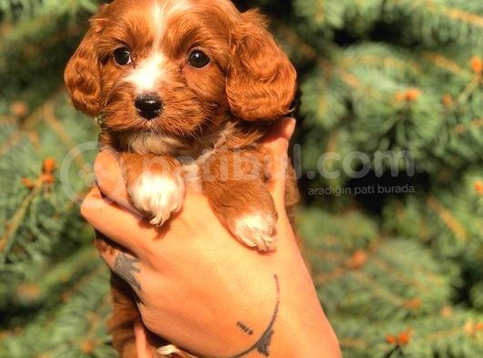 Orjinal Maltıpoo Güzelliği görsel