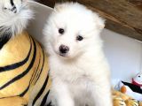 Kar Beyaz Samoyed Bebeklerimizi