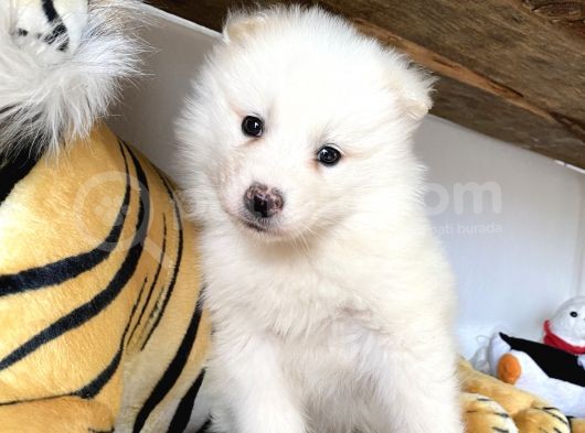 Kar Beyaz Samoyed Bebeklerimizi görsel
