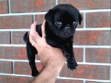 Parlak Tüy Yapili Si̇yah Pug Yavrulari