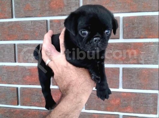 Parlak Tüy Yapili Si̇yah Pug Yavrulari