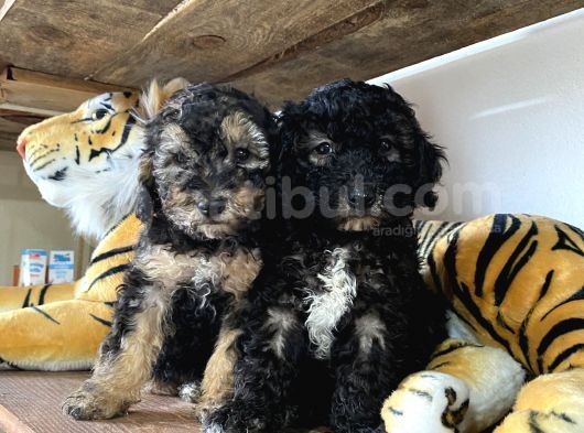 Özel Renkler De Poodle Yavruları görsel