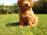 Dünyalar Tatlisi Poodle Yavrulari