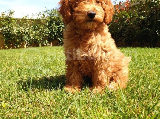 Dünyalar Tatlisi Poodle Yavrulari