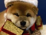 A Kalite Shiba İnu Anne Baba Japonya Dan Secereli