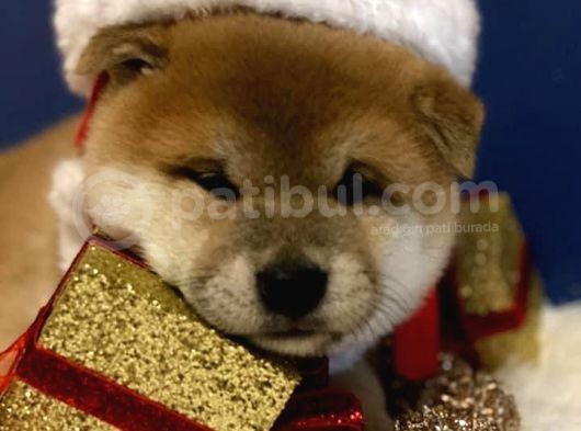 A Kalite Shiba İnu Anne Baba Japonya Dan Secereli görsel